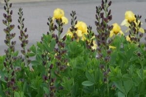 Baptisia Twilite Prairie Blues #2
