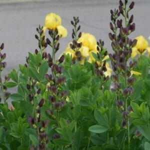 baptisia-twilite-prairie-blues-2