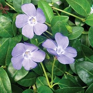 vinca-minor-bowles-1