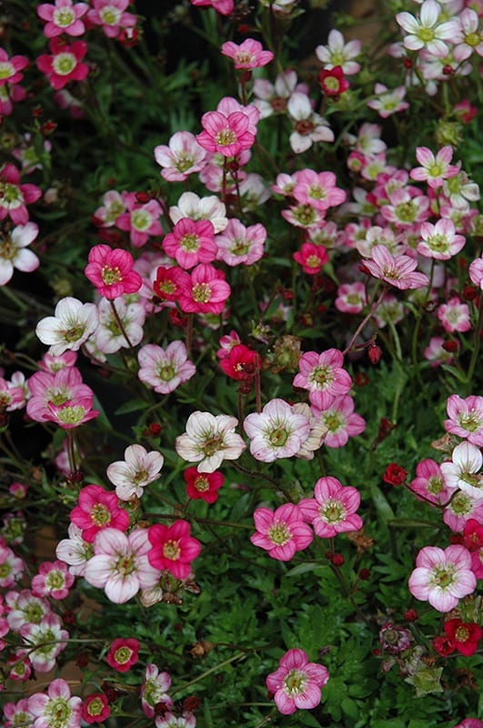 Saxifraga Purple Robe 4"