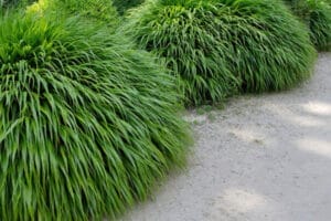 Grass Japanese Forest #1 True