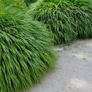 grass-japanese-forest-1-true