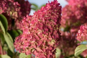 Tree Hydrangea Berry White #7 Finished