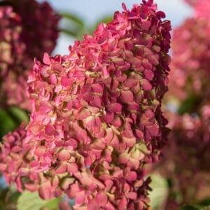 first-editions-berry-white-hydrangea-tree-form-7
