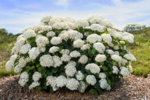 First Editions® FlowerFull® Smooth Hydrangea #2 True