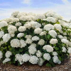 first-editions-flowerfull-smooth-hydrangea-2-true