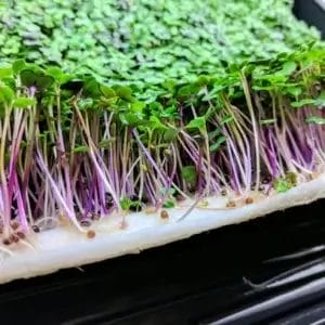 microgreens-class