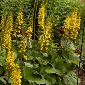 ligularia-little-rocket-2-t