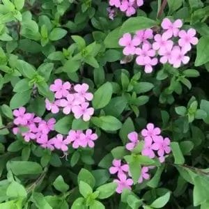 Saponaria Soapwort 4"