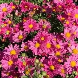 Mum Hardy Mammoth Lavender Daisy 4"