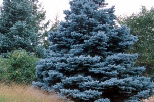 Baby Blue Colorado Spruce #7