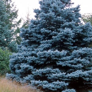 baby-blue-spruce-7