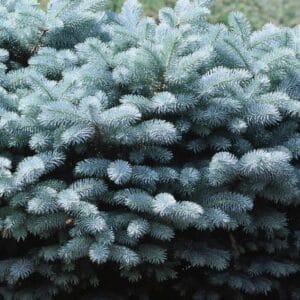 globe-blue-spruce-5