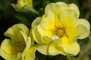 First Editions® Lemon Meringue™ Potentilla #2 True