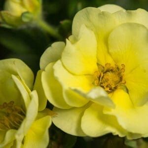 potentilla-lemon-meringue-2-true