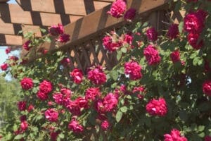 First Editions® Ramblin' Red® Rose #2 True