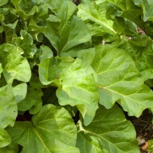 rhubard-canada-red-5-5