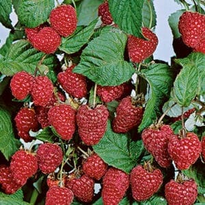 raspberry-boyne-5-5