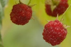 Raspberry Caroline 5.5"