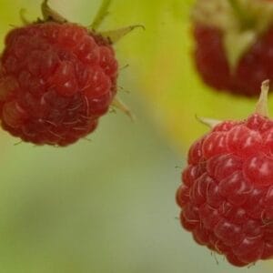 raspberry-caroline-5-5