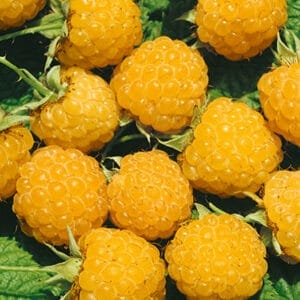 raspberry-fall-gold-5-5