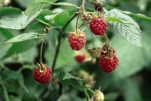 Raspberry Kilarney 5.5"