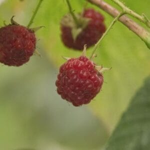 raspberry-souris-5-5