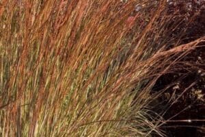 Grass Blue Heaven Little Bluestem #3