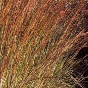 grass-blue-heaven-little-bluestem-3