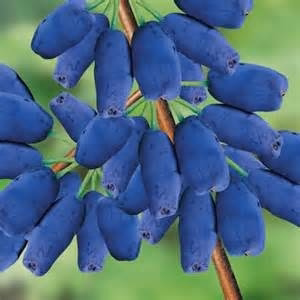 Honeyberry Tundra 5.5 True