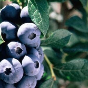 blueberry-chippewa-5-5