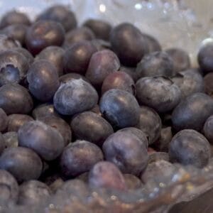blueberry-northcountry-5-5
