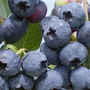 blueberry-polaris-5-5