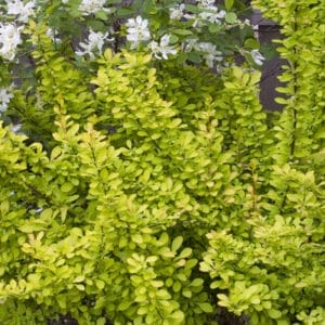 barberry-sunjoy-gold-pillar-2pw