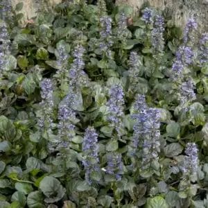 ajuga-catlins-giant-4