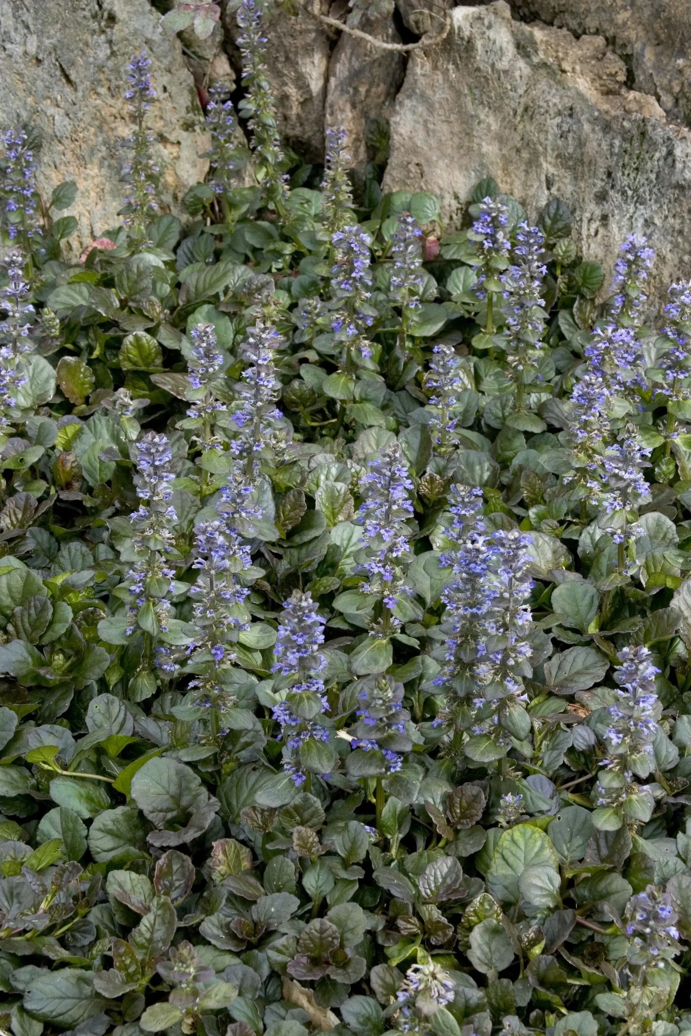Ajuga Catlins Giant 4"