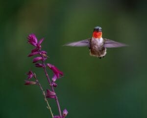 Hummingbird Planter Class