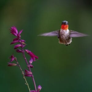 hummingbird-planter-class