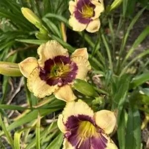 Daylily Blackthorne #1