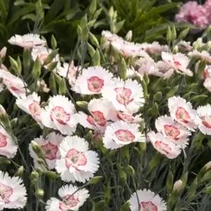 Dianthus Georgia Peach #1