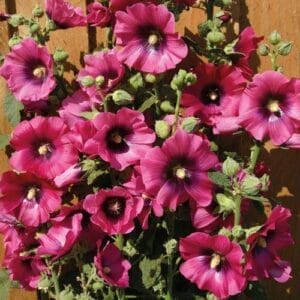 Hollyhock Halo Cerise #1