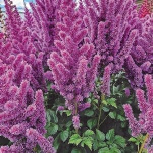 astilbe-false-spirea-black-pearls-1