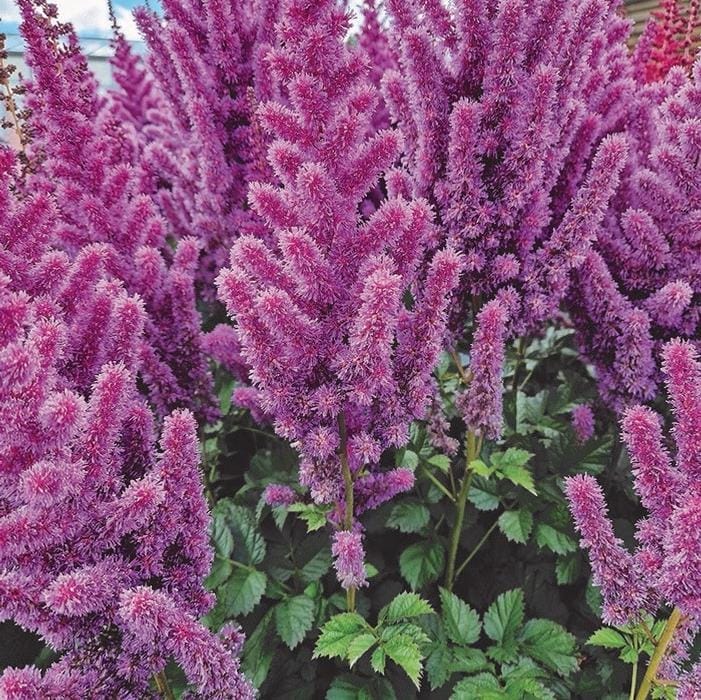 Astilbe (False Spirea) Black Pearls #1