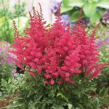 Astilbe (False Spirea) Cardinal #1