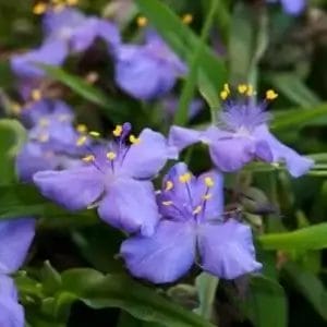 Tradescantia' Good Luck' #1