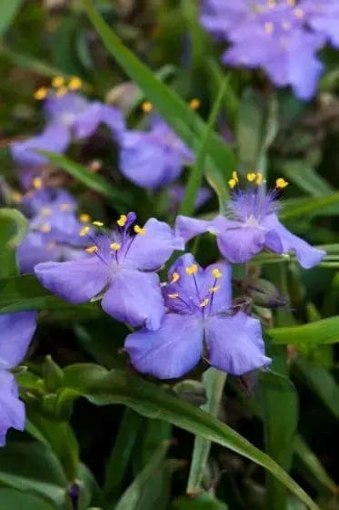 Tradescantia' Good Luck' #1