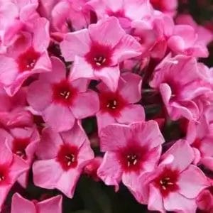 Phlox Red Caribbean #1