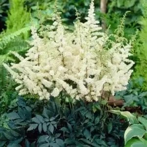 astilbe-ellie-1