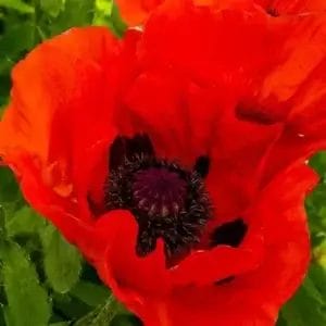 Papaver Oriental Allegro Dwarf 4.5" Pot