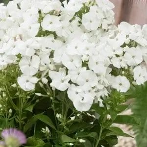 Phlox Pina Colada #1